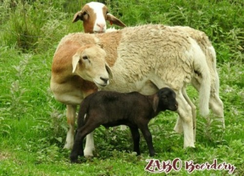 LOT 66 1X MEATMASTER&nbsp;OOI MET LAM/EWE WITH LAMB ZABO MEATMASTERS