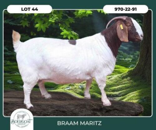 1 X BOER GOAT FLOCK DOE Braam Maritz Boerbokstoet