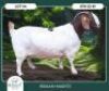 1 X BOER GOAT FLOCK DOE Braam Maritz Boerbokstoet
