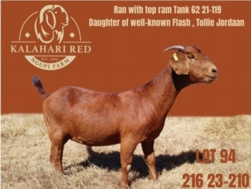 WITHDRAWN - 1 X KALAHARI RED DOE Ngupi Breeders