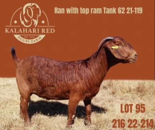 WITHDRAWN - 1 X KALAHARI RED DOE Ngupi Breeders