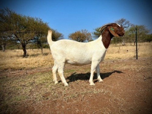 1 X BOER GOAT FLOCK DOE Wimi Sada Boerbok Stoet