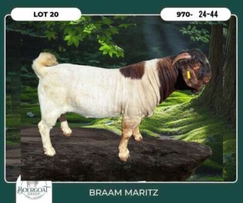 1 X BOER GOAT FLOCK COLOR BUCK Braam Maritz Boerbokstoet