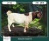 1 X BOER GOAT FLOCK COLOR BUCK Braam Maritz Boerbokstoet