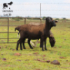 LOT 35 3X MEATMASTER DIDYMUS MEATMASTERS CHRISTOF GROBLER : 0837812076 - 2
