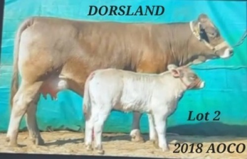 1+1 X BROWN SWISS COW & CALF DORSLAND