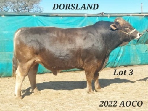 1 X BROWN SWISS BULL DORSLAND