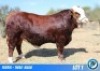 1 X SIMMENTAL BULL THOLO HOLDINGS