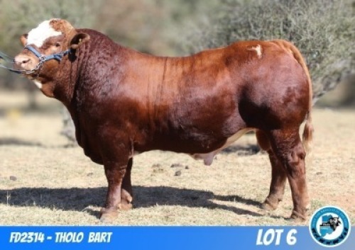 1 X SIMMENTAL BULL THOLO HOLDINGS