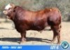 1 X SIMMENTAL BULL THOLO HOLDINGS