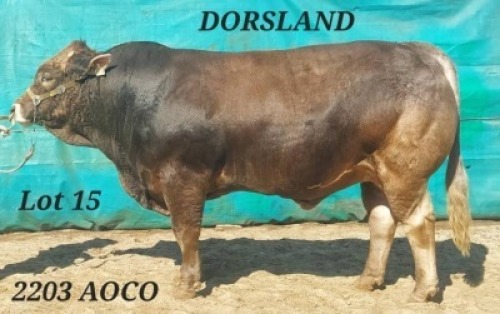 1 X BROWN SWISS BULL DORSLAND