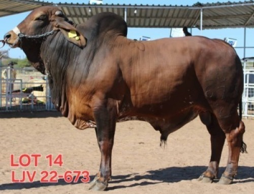 1 X RED BRAHMAN BULL MAHATA STUDS