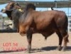 1 X RED BRAHMAN BULL MAHATA STUDS