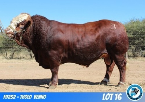 1 X SIMMENTAL BULL THOLO HOLDINGS