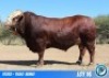 1 X SIMMENTAL BULL THOLO HOLDINGS