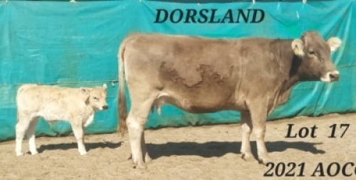 1+1 X BROWN SWISS COW & CALF DORSLAND