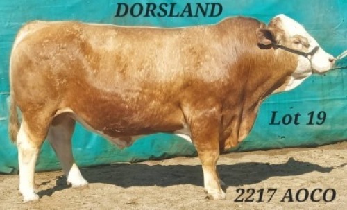 1 X SIMMENTAL BULL DORSLAND