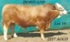 1 X SIMMENTAL BULL DORSLAND