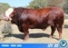 1 X SIMMENTAL BULL THOLO HOLDINGS