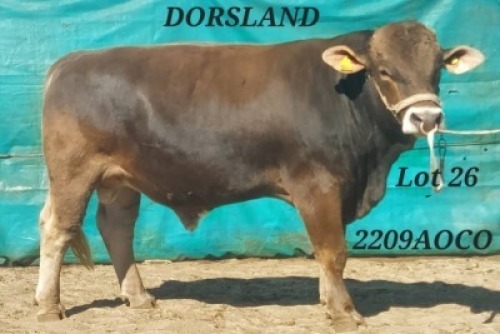 1 X BROWN SWISS BULL DORSLAND