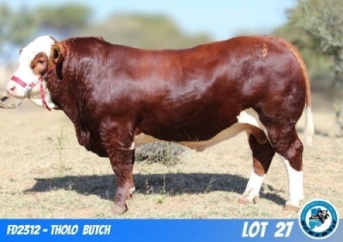 1 X SIMMENTAL BULL THOLO HOLDINGS