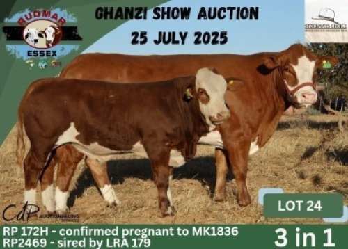 1+1 X SIMMENTAL COW & CALF ESSEX
