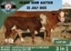 1+1 X SIMMENTAL COW & CALF ESSEX