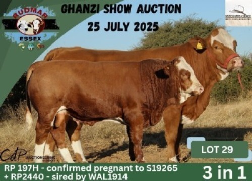 1+1 X SIMMENTAL COW & CALF ESSEX