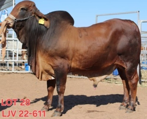 1 X RED BRAHMAN BULL MAHATA STUDS