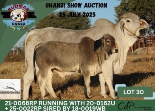 1+1 X BRAHMAN COW & CALF ESSEX