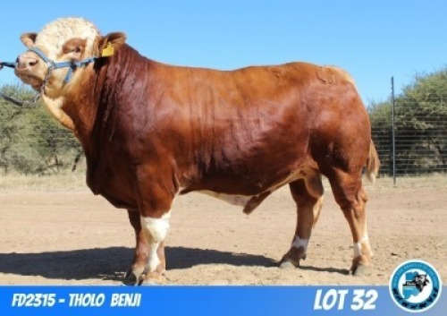 1 X SIMMENTAL BULL THOLO HOLDINGS