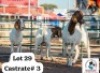 LOT 29 3 X CASTRATE GOAT INNOCENT BIMBO (Per animal to take the lot)