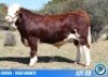 1 X SIMMENTAL BULL THOLO HOLDINGS