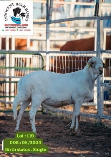 LOT 119 1 X DAMARA RAM INNOCENT BIMBO