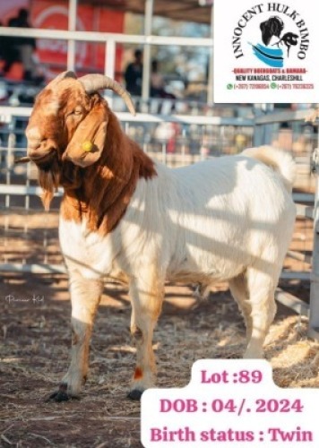 LOT 89 1 X BOER GOAT BUCK INNOCENT BIMBO