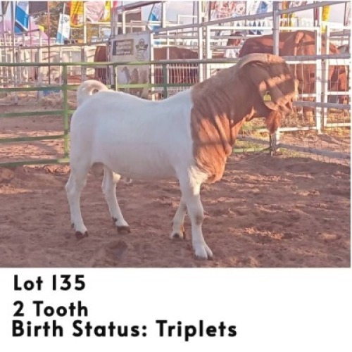 LOT 135 1 X BOER GOAT BUCK JOSEPH BIMBO