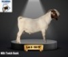 WITHDRAWN - 1 X BOER GOAT BUCK Scarra genetics
