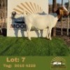 1 X BOER GOAT EWE Mooi draai
