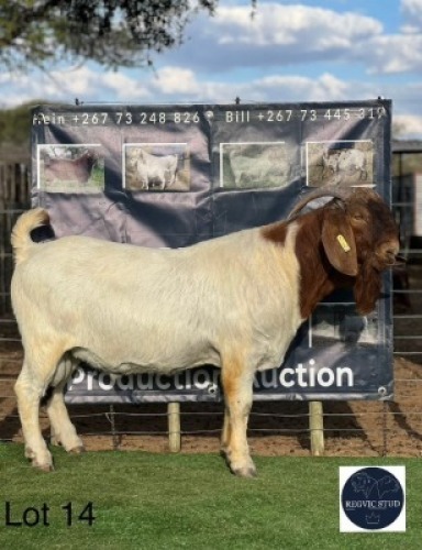 1 X BOER GOAT BUCK Regvic stud - Hein