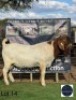 1 X BOER GOAT BUCK Regvic stud - Hein