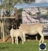 1+1 X BLACK HEAD DORPER EWE + LAMB Regvic stud - Hein