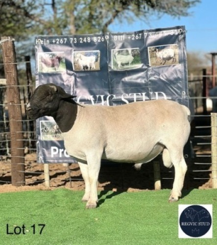 1 X BLACK HEAD DORPER RAM Regvic stud - Hein