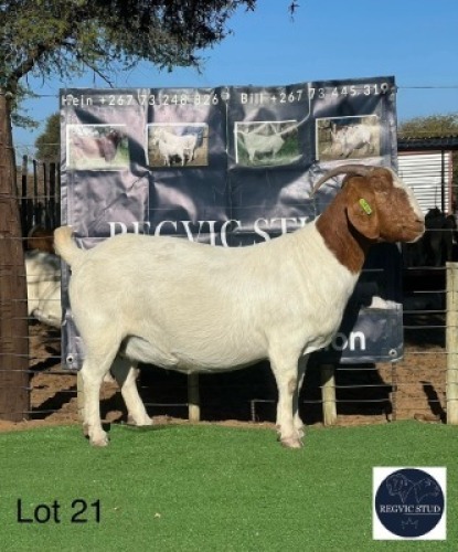1 X BOER GOAT EWE Regvic stud - Hein