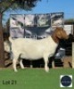 1 X BOER GOAT EWE Regvic stud - Hein