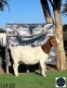 1 X BOER GOAT EWE Regvic stud - Hein