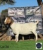 1 X BOER GOAT EWE Regvic stud - Hein