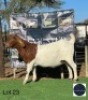 1 X BOER GOAT EWE Regvic stud - Hein