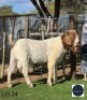 1 X BOER GOAT BUCK Regvic stud