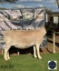 1 X DORPER EWE Regvic stud - Hein