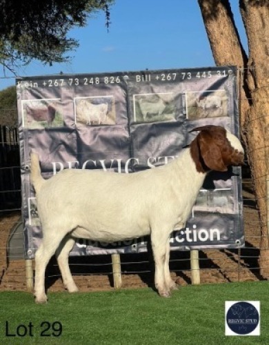 1 X BOER GOAT EWE Regvic stud - Hein